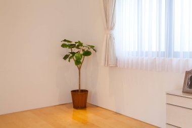 Modern oturma odasının içi güzel saksılarla dolu.        