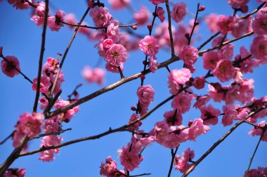 İnanılmaz çiçekler, yakın görüş.