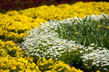 İnanılmaz çiçekler, yakın görüş.
