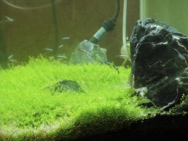 Akvaryumdaki yemyeşil yosunlar ve küçük balıklar