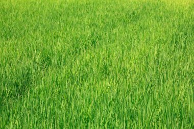 Taze yeşil çimen arka planı. Doğa.