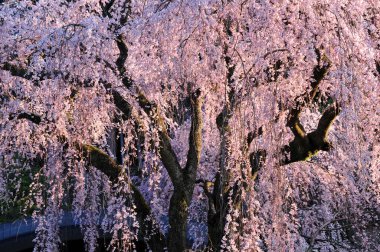 Bahçede güzel kiraz çiçekleri