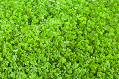 Taze yeşil yaprakların arkaplanı, kapat