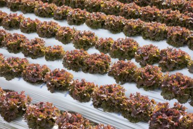 taze marul sebze bahçesinde büyüyen