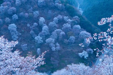 Japonya 'nın Nara kentindeki dağlarda çiçek açan güzel sakura ağaçlarının manzarası.
