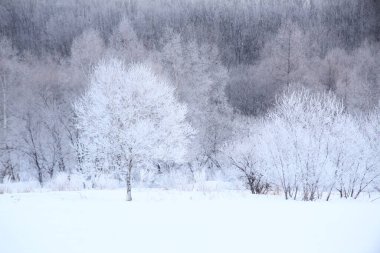Güzel karlı kış manzarası - ağaçlarla kaplı     