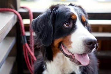 Dışarıdaki sevimli köpeğin yakın plan fotoğrafı.   