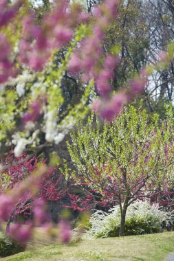 kiraz ağaçları doğa arka planı 