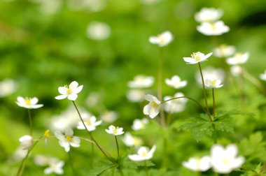 Yeşil yapraklı beyaz bir çiçek tarlası.