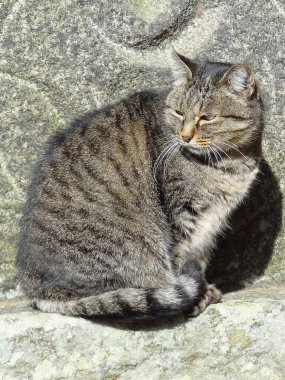 Kedi kaldırımda oturuyor..