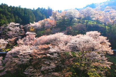 Japonya 'daki yeşil park tepelerinde çiçek açan sakura ağaçlarının manzaralı görüntüleri.