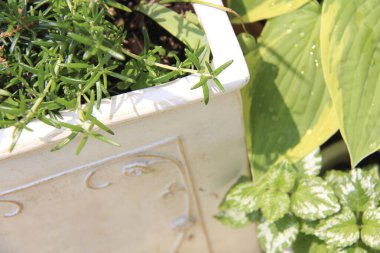 Çiçek tarlasında yeşil bitkilerin etrafını kapatın.