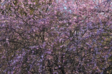 Bahar kiraz çiçekleri, pembe çiçekler.