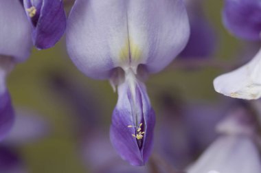Bahçedeki güzel çiçekler