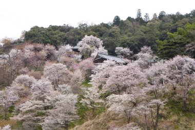 Japonya 'daki yeşil dağlarda çiçek açan sakura ağaçlarının manzaralı görüntüsü.