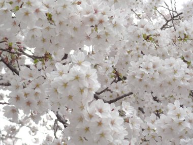Güzel çiçekler, yakın görüş, doğa konsepti.