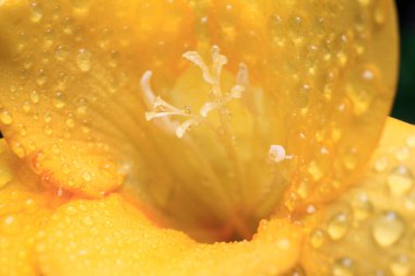 sarı çiçeğe makro su damlası