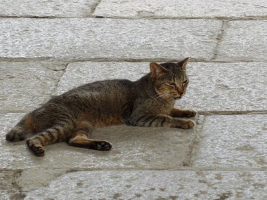 Taş kaldırımda yatan kedi.