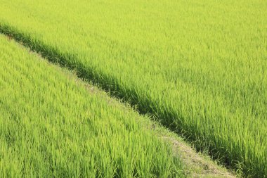 Tayland 'daki çeltik tarlası