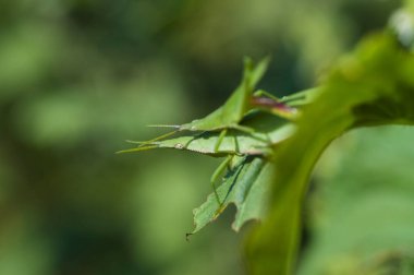 Bahçede yeşil yapraklar