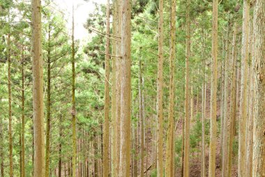Ormanda güzel çam ağaçları ve dallar.          