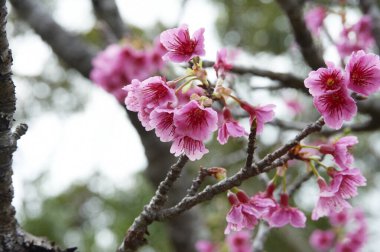 Güzel kiraz ağaçlarının çiçeklerine yakın.    