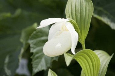 Bahçedeki güzel beyaz çiçekler