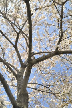 İlkbaharda kiraz çiçekleri, sakura ağaçları                