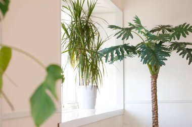Yeşil bitkilerle dolu bir odanın iç tasarımı