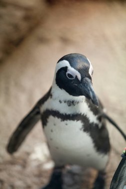 a closeup shot of a beautiful penguin
