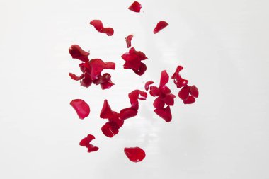 Beyaz arkaplanda güzel kırmızı gül yaprakları