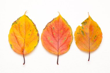 Beyaz arkaplanda sonbahar yaprakları