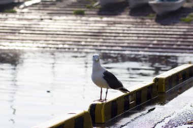 martı göl kıyısındaki iskelede 
