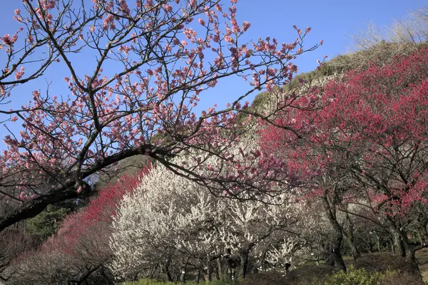 Parkta beyaz ve pembe çiçekli güzel ağaçlar          