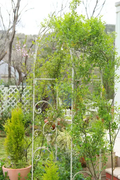 Tuin Met Bloemen Planten — Stockfoto
