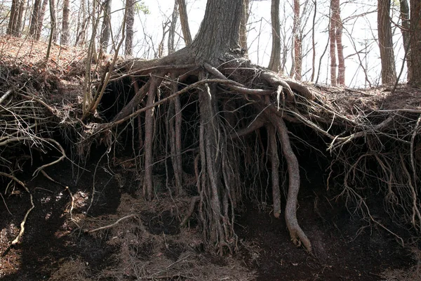 View Soil Roots Old Tree Forest — Stock Photo, Image
