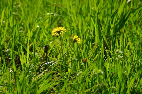 Beautiful Spring Meadow Dandelions — Stock Photo, Image