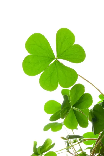Green Clover Leaves Isolated White Background — Stock Photo, Image