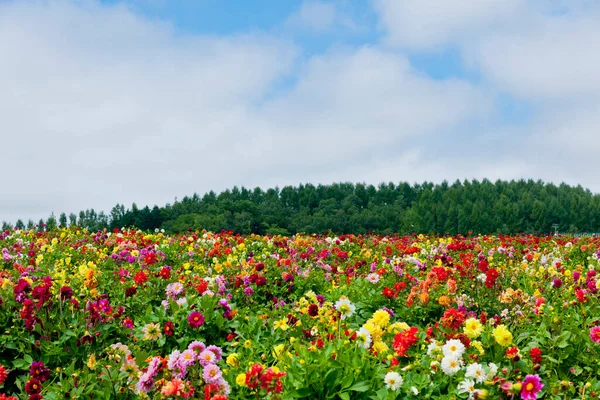 Det Gränslösa Fältet Blommande Färgglada Trädgårdssmörbägare Natur Tapet Bakgrund — Stockfoto