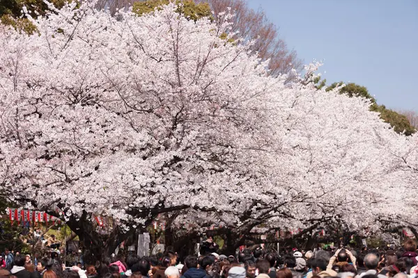 Emberek Nézik Cseresznyevirágok Tokyoban Japánban — Stock Fotó