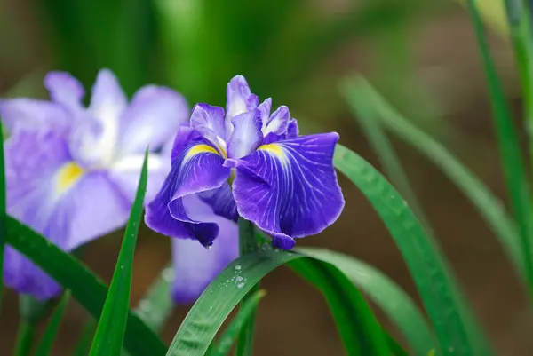 a purple flower with yellow centers and green leaves