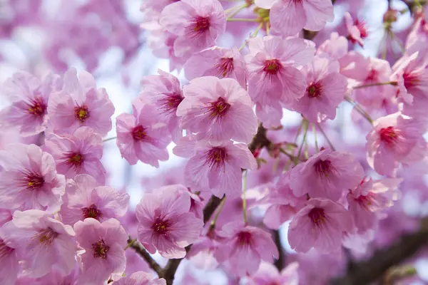 Közeli Kilátás Gyönyörű Rózsaszín Cseresznyevirágok Tavasszal — Stock Fotó