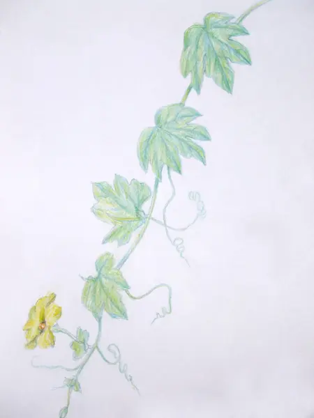 Живопис Красивих Квітів Намальована Вручну Ілюстрація — стокове фото