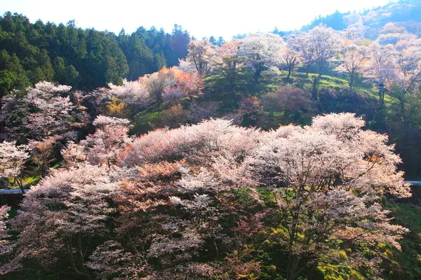 Scenic Shot Blossoming Sakura Trees Green Park Hills Japan — Stock Photo, Image