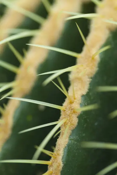 Close Cactus Thorns Nature Background — Stock Photo, Image