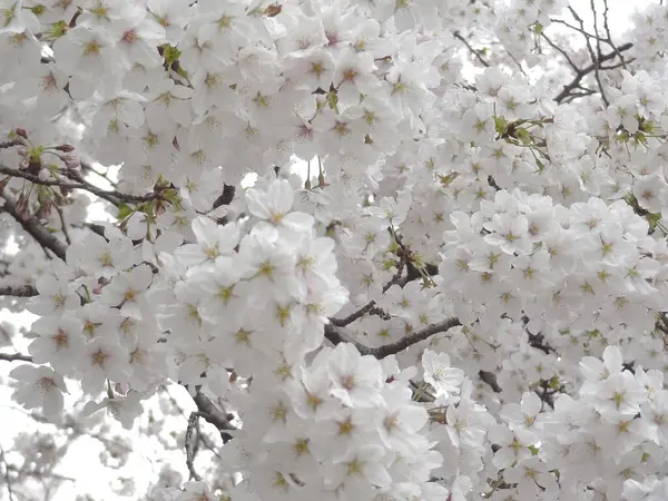Güzel çiçekler, yakın görüş, doğa konsepti.