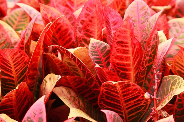 Coloridas Plantas Croton Vista Cerca —  Fotos de Stock