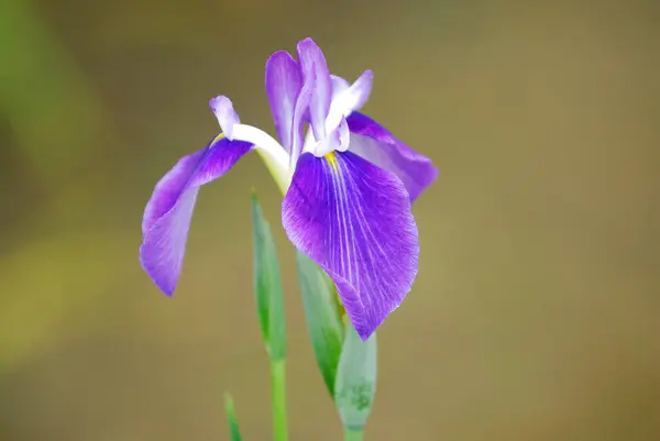 Eine Lila Blume Mit Weißem Zentrum — Stockfoto