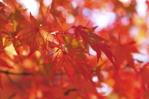 Güzel Kırmızı Turuncu Sonbahar Yaprakları Bahçede — Stok fotoğraf