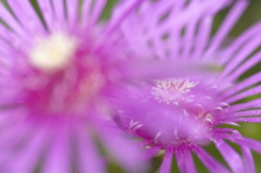 doğanın güzel mor çiçek.